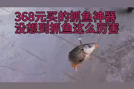368元买的抓鱼神器，没想到抓鱼这么厉害，