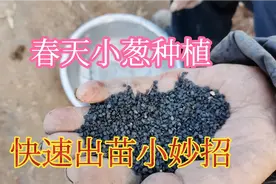 小葱种植撒籽很关键，这样做小葱出苗均匀长势旺，农村老办法视频封面