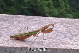 秋游浙江高山之巅的悬崖村，环山小道途中遇见洞穴，这场景有点慎视频封面