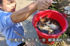 湖南大干旱，鱼塘全干了，夫妻俩下塘抓鱼收获满满，太过瘾了视频封面