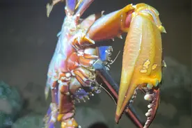 雷子赶海抓到超大赤甲红，还发现好多带籽的螃蟹