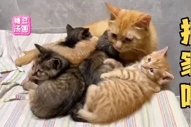 流浪猫妈带着五只刚满月的小猫咪搬家啦！从窝里搬到窝顶，大工程视频封面