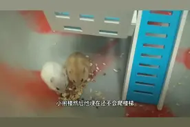 仓鼠搞笑视频 雪花和土豆历经磨难终于会爬楼梯了