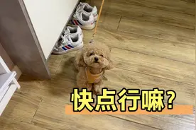 小狗太调皮把奶糖的狗绳咬坏了，新买的猫爬架猫咪不愿玩，真急人视频封面