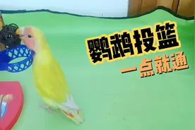 鹦鹉投篮教学视频，原来可以这么玩。