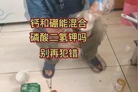 磷酸二氢钾能不能混合钙肥和硼肥，不是啥样的都可以，别再搞错视频封面