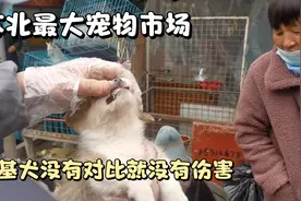 实拍苏北狗市，柯基犬价格三六九等，淘狗一定要砍价，不然会被坑视频封面