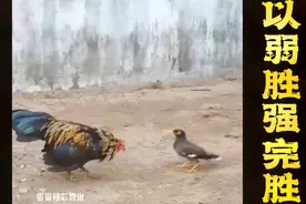 小鸟凶起来直接把大公鸡打的怀疑人生，别看我个子小战斗力可不低视频封面
