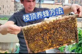很难买到纯蜂蜜？教你在家养蜂收获蜂蜜，春天快速繁殖蜂群方法