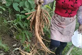 山上挖草药，一斤70，随便挖一颗就有5  6斤，四五百块到手了视频封面