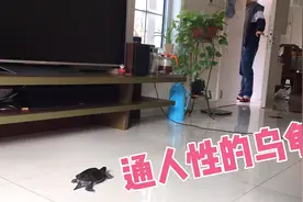主人带着乌龟到异乡二十年养成出了通人性，冬眠前和主人依依不舍视频封面