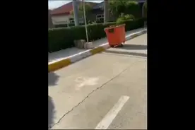 男子街头遇到狮子，误以为是金毛视频封面