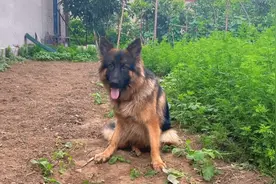 狗男人的田园生活：天气一热狗子就罢工不干活了