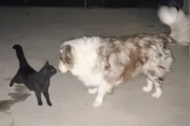 流浪猫走丢了1个多月，回来后不高冷了，变得可爱又粘人视频封面