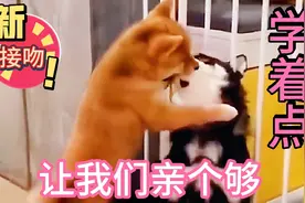 盘点狗狗的奇怪搞笑行为:两只狗狗热吻；狗狗还会打台球。视频封面