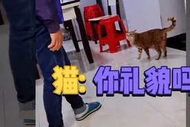 搞笑配音  猫:你礼貌吗？你搁那触摸谁呢！视频封面