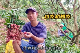 唯一能解渴的灵山荔枝品种，好吃到停不下来，人们却对它误解太深视频封面