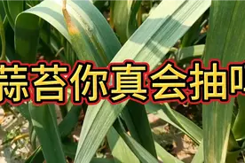 蒜苔抽得长与短，直接影响大蒜产量高低，不想大蒜高产的别进视频封面