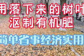 用落下的树叶也能沤制有机肥，可以自己制作，简单省事，经济实用视频封面