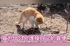 猫为什么会把自己的便便埋起来