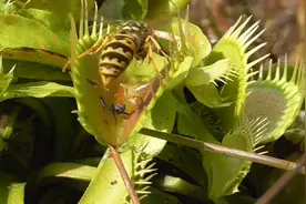 捕蝇草利用分泌的蜜汁吸引昆虫，然后合上捕虫夹，将昆虫慢慢消化