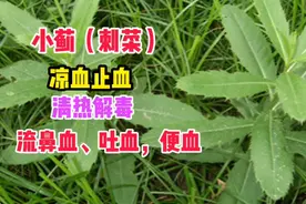 小蓟（刺菜）：凉血止血，清热解毒消肿，祛火视频封面