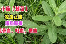 小蓟（刺菜）：凉血止血，清热解毒消肿，祛火视频封面