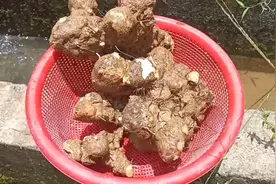 土茯苓作用和功