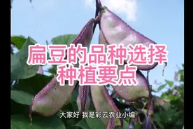 彩云农业～扁豆种植技术视频封面