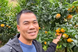 沃柑开始变黄了，不少网友已经看上，阿金哥连忙解释为啥不能摘视频封面