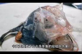 给你分享四种价格实惠，美道鲜美的深海鱼