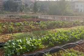 占地7亩的农家小院虽然有点寒酸，但已完全具备了田园生活的条件视频封面
