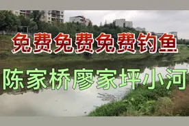 重庆市沙坪坝区陈家桥廖家坪沿河路桥头下免费钓鱼 野钓 垂钓鲢鱼视频封面