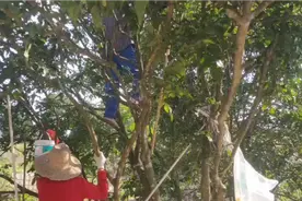 昨天采摘黄皮木寄生茶
