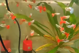 养殖红箭鱼孔雀鱼，烂鳍烂尾杀菌消毒常用的4种药，便宜好用视频封面
