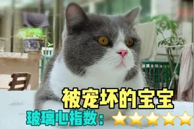 猫咪突然失宠是什么样子？哈喽：我的全世界都崩塌了视频封面