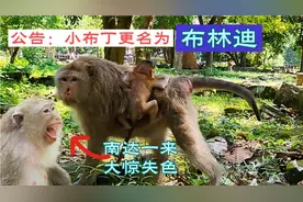 南达又来，布里安娜大惊失色。从今天起，小布丁启用大名：布林迪视频封面