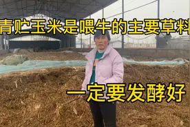 青贮玉米是喂牛的主要草料，一定要发酵好！视频封面