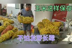 实拍：农村新式储存玉米的方法，玉米棒这样储存才不会发生霉变视频封面