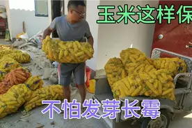 实拍：农村新式储存玉米的方法，玉米棒这样储存才不会发生霉变视频封面
