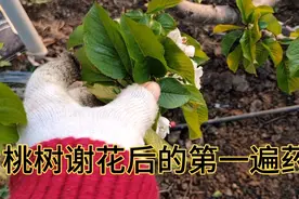 桃树谢花后的第一遍要除了做防虫害防菌病以外，更要做好补钙视频封面