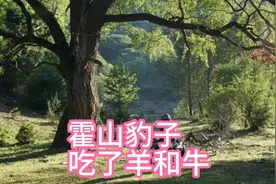 霍山有豹子，吃了十只羊，几头牛。视频封面