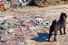 7个月不到的小黑狗被田园犬小黄忠给配对了视频封面