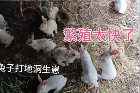 大山里养兔子，兔子满地打洞生崽，一月一胎一窝8只繁殖太快了视频封面