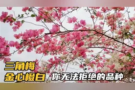 三角梅一棵小苗养成一棵大树，仅用了两年时间，金心橙白有多优秀视频封面