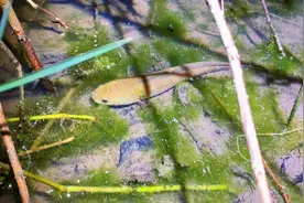 田边小沟抓黄鳝和泥鳅，意外发现好多七星鱼视频封面