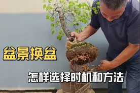 盆景种养不好怎样选择换盆时机和操作方法视频封面
