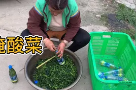 乡下妈妈自己种的菜心，摘一大筐腌腌美味又可口，可以存放2年呢视频封面