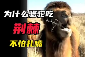 为什么骆驼吃荆棘，不怕扎嘴？视频封面