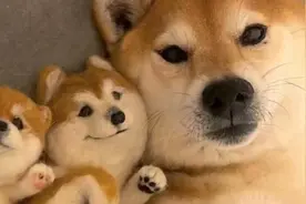 世界十大最爱干净的狗狗，贵宾犬和柴犬均上榜，养过的不后悔